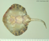 Raja undulata Lacepe, 1802 