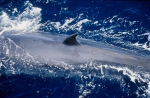 Bryde's whale (Balaenoptera edeni)