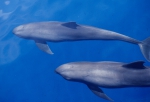 Melon-headed whales (Peponocephala electra) in the Philippines