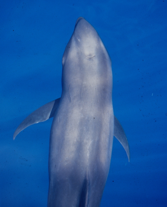 Melon-headed whale (Peponocephala electra) in the Philippines