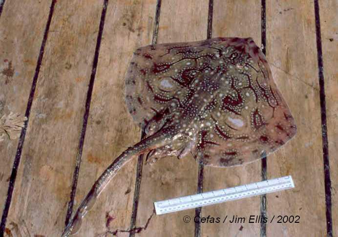 Raja undulata Lacepède, 1802 Raja undulata Lacepède, 1802