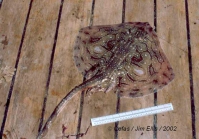 Raja undulata Lacepe, 1802 