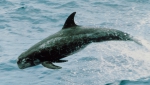 Risso's dolphin  (Grampus griseus)