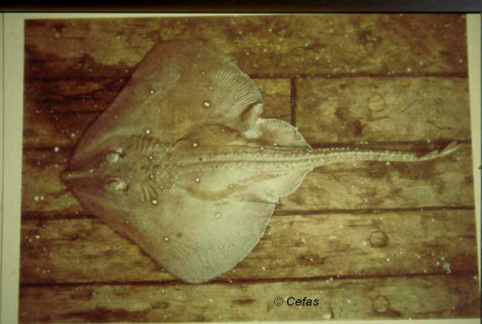 Leucoraja circularis (Couch, 1838) Leucoraja circularis (Couch, 1838)
