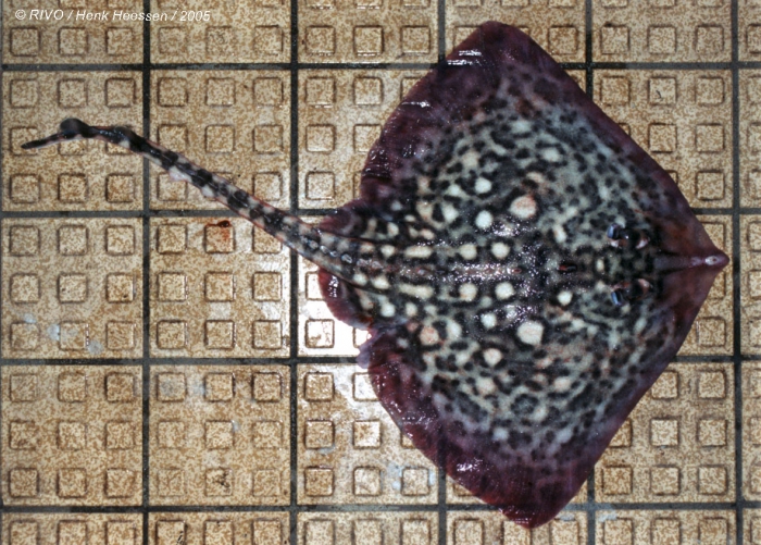 Raja clavata Linnaeus, 1758 Raja clavata Linnaeus, 1758