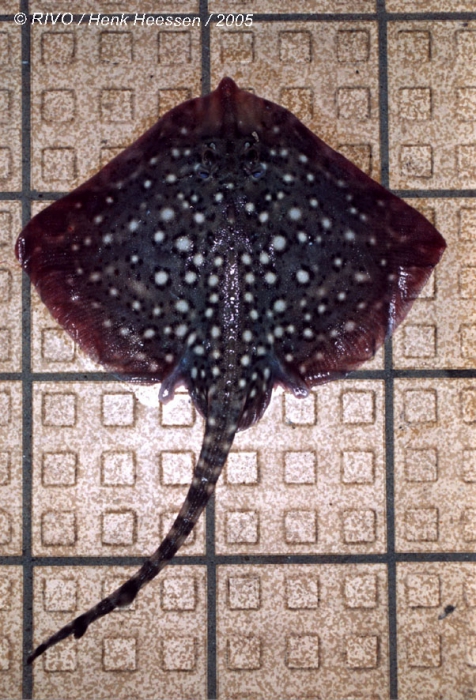 Raja clavata Linnaeus, 1758 Raja clavata Linnaeus, 1758