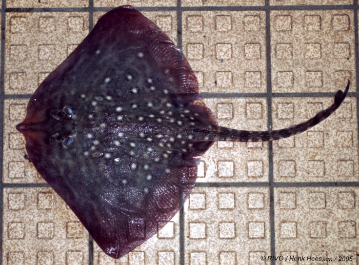 Raja clavata Linnaeus, 1758 Raja clavata Linnaeus, 1758