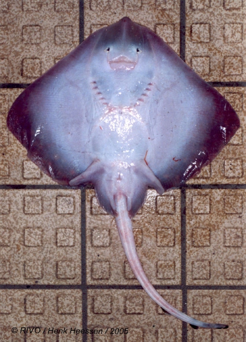 Raja clavata Linnaeus, 1758 Raja clavata Linnaeus, 1758