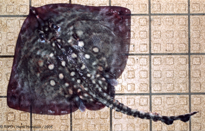Raja clavata Linnaeus, 1758 Raja clavata Linnaeus, 1758