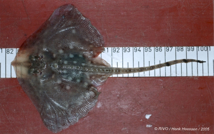 Raja clavata Linnaeus, 1758 Raja clavata Linnaeus, 1758