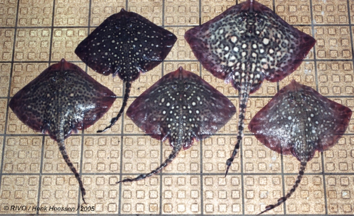 Raja clavata Linnaeus, 1758 Raja clavata Linnaeus, 1758