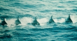 Pygmy killer whales (Feresa attenuata) in the eastern tropical Pacific