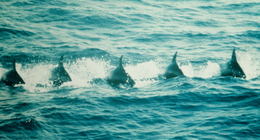 Pygmy killer whales (Feresa attenuata) in the eastern tropical Pacific