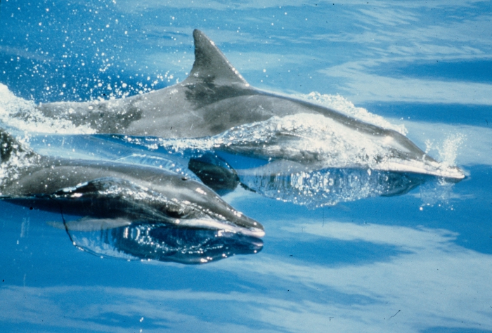 Rough-toothed dolphins (Steno bredanensis) in the eastern tropical Pacific