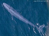 Blue whale (Balaenoptera musculus) off California
