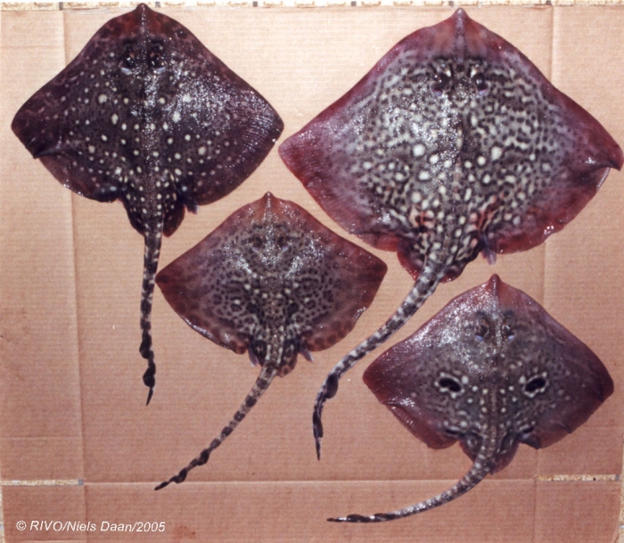 Raja clavata Linnaeus, 1758 Raja clavata Linnaeus, 1758