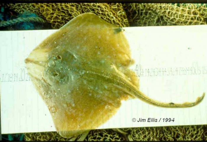 Raja microocellata Montagu, 1818 Raja microocellata Montagu, 1818
