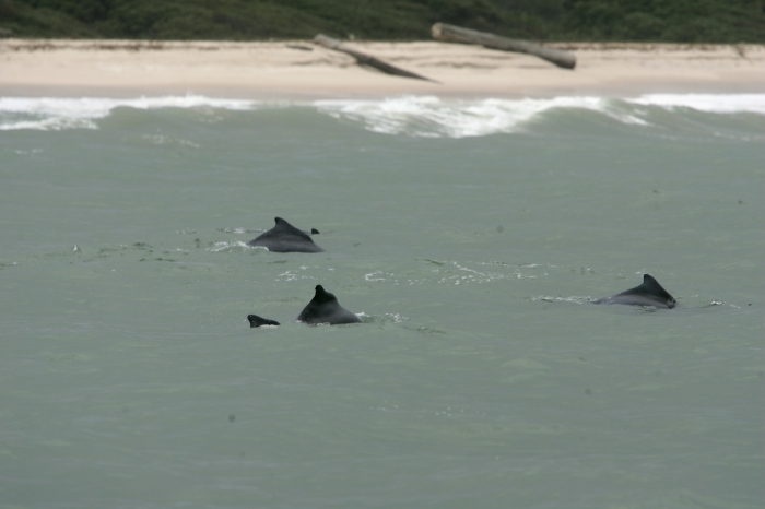 Atlantic humpback dolphins (Sousa teuszii) just outside the surf in West Africa