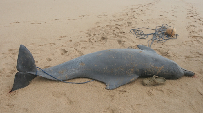 Atlantic humpback dolphin (Sousa teuszii) in  West Africa