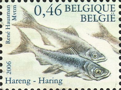 Clupea harengus Clupea harengus