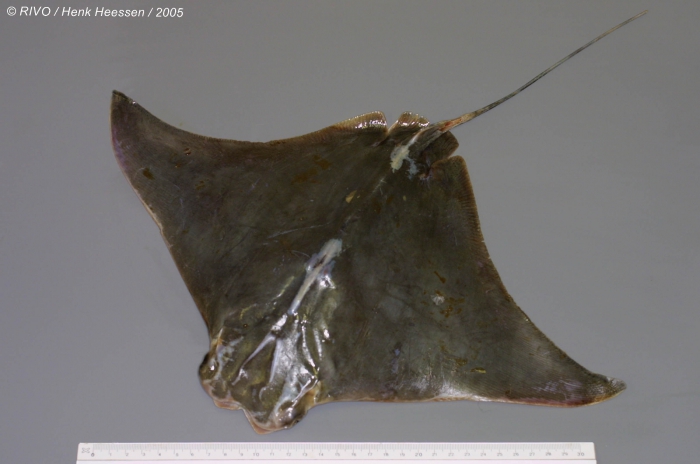 Rhinoptera marginata (Geoffroy Saint-Hilaire, 1817) Rhinoptera marginata (Geoffroy Saint-Hilaire, 1817)