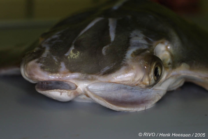 Rhinoptera marginata (Geoffroy Saint-Hilaire, 1817) 