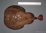 Torpediniformes