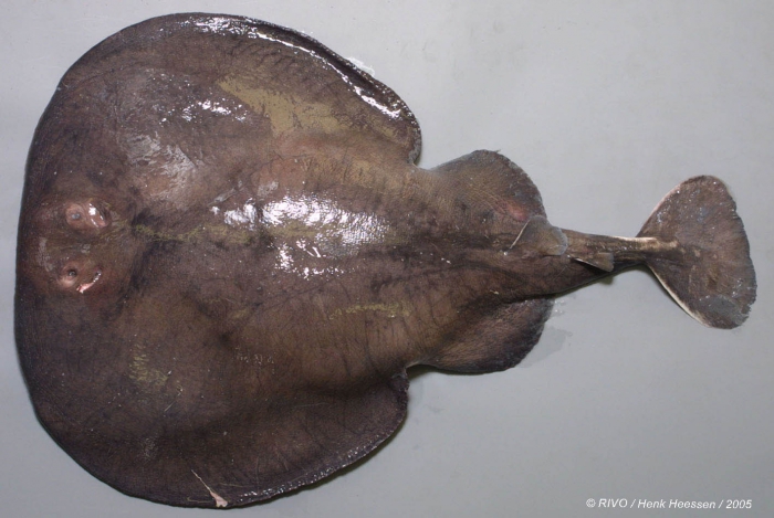 Torpedo (Tetronarce) nobiliana Bonaparte, 1835 Torpedo (Tetronarce) nobiliana Bonaparte, 1835