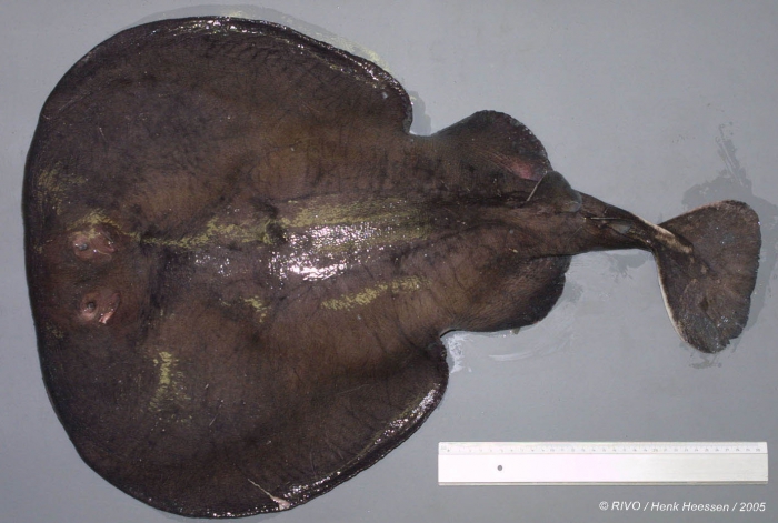 Torpedo (Tetronarce) nobiliana Bonaparte, 1835 Torpedo (Tetronarce) nobiliana Bonaparte, 1835
