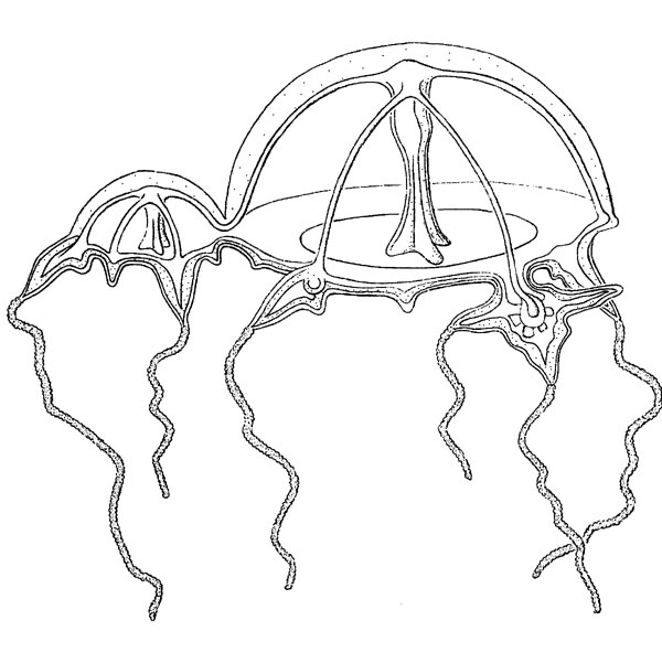 Niobia dendrotentaculata Mayer, 1900 Niobia dendrotentaculata Mayer, 1900