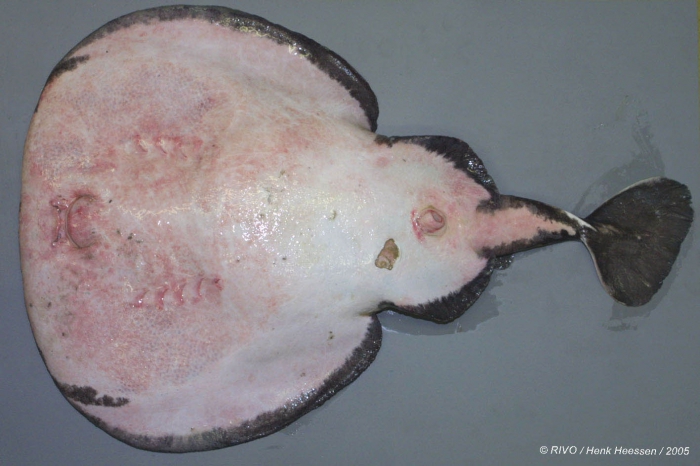 Torpedo (Tetronarce) nobiliana Bonaparte, 1835 Torpedo (Tetronarce) nobiliana Bonaparte, 1835
