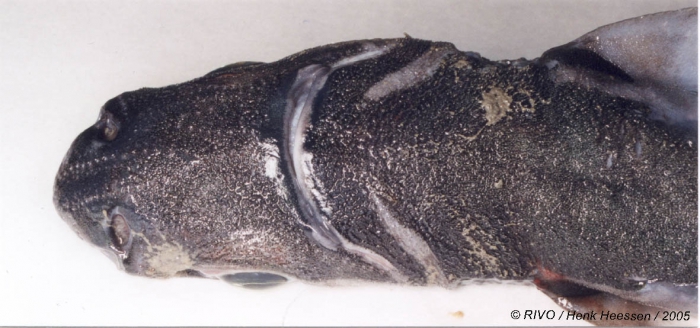Etmopterus spinax (Linnaeus, 1758) Etmopterus spinax (Linnaeus, 1758)