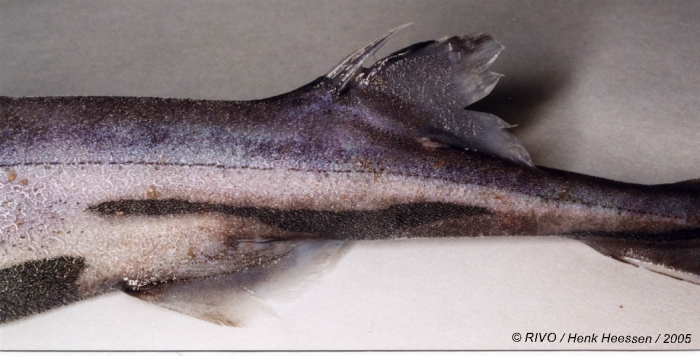 Etmopterus spinax (Linnaeus, 1758) Etmopterus spinax (Linnaeus, 1758)