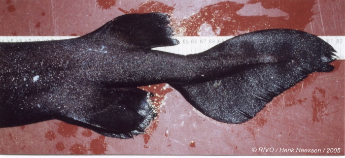 Scymnodon ringens Bocage & Capello, 1864 Scymnodon ringens Bocage & Capello, 1864