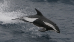 Hourglass dolphin (Lagenorhynchus cruciger). Copyrighted by A. R. Martin.