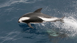 Hourglass dolphin (Lagenorhynchus cruciger). Copyrighted by A. R. Martin