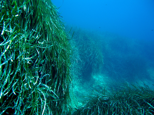 Posidonia oceanica