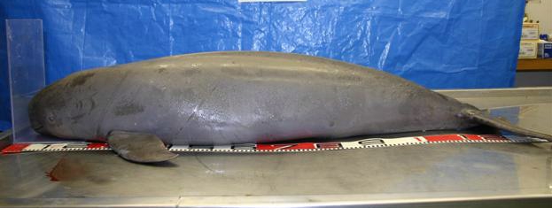 Finless porpoise (Neophocaena phocaenoides/i>) Finless porpoise (Neophocaena phocaenoides/i>)
