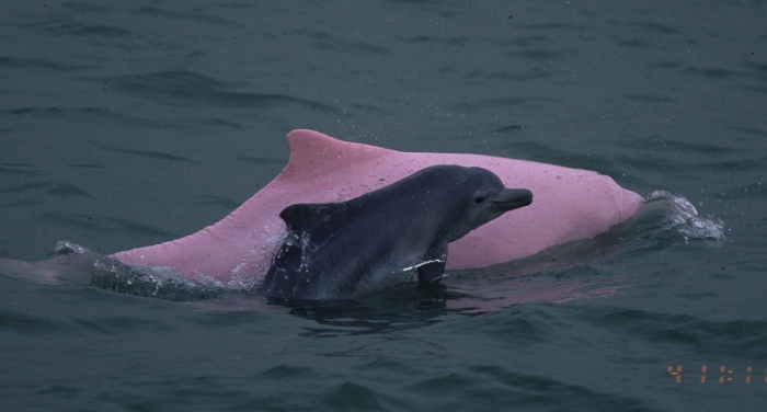 Indo-Pacific humpback dolphins (Sousa chinensis) in Hong Kong. The mother is dumping heat through dilated capillary vessels.