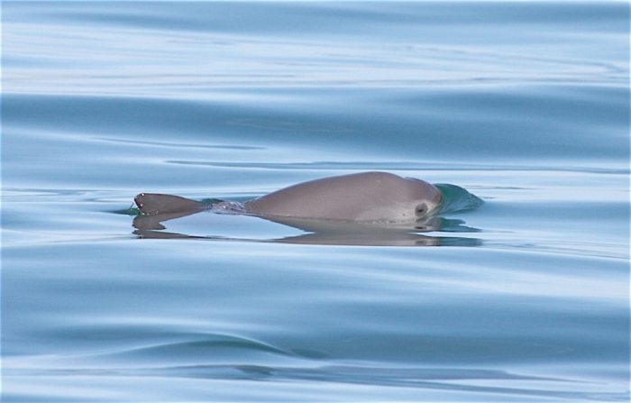 Vaquita (Phocoena sinus) in the Gulf of California, Mexico Vaquita (Phocoena sinus) in the Gulf of California, Mexico