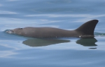 Vaquita (Phocoena sinus) in the Gulf of California, Mexico.  Note large triangular dorsal fin, unlike that of other porpoises.