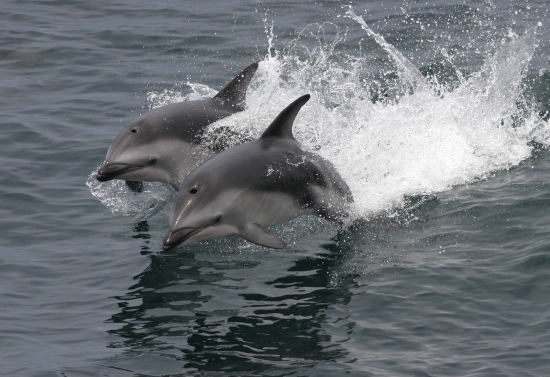 Dusky dolphins (Lagenorhynchus obscurus)