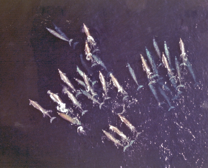 School of Baird's beaked whales (Berardius bairdii in the eastern North Pacific School of Baird's beaked whales (Berardius bairdii in the eastern North Pacific
