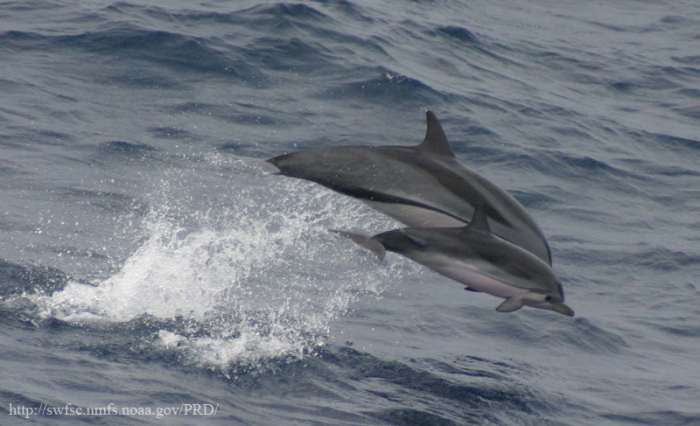 Striped dolphins (Stenella coeruleoalba) in the eastern tropical Pacific Striped dolphins (Stenella coeruleoalba) in the eastern tropical Pacific