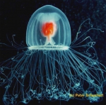 Hydrozoa (hydroids)