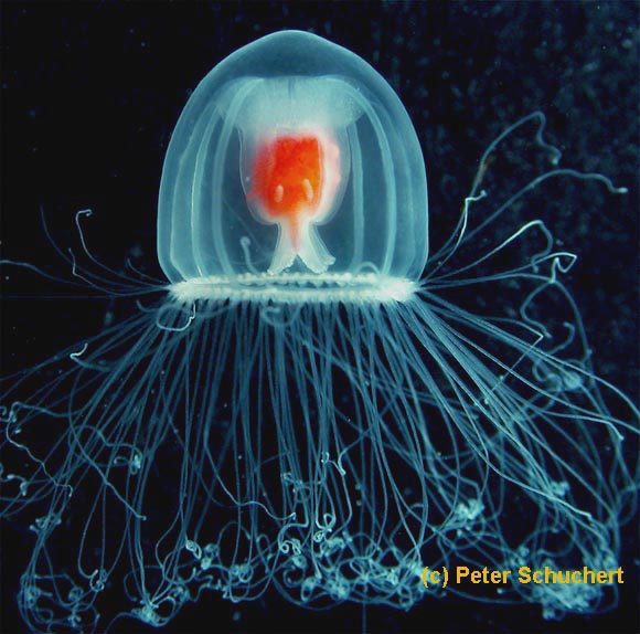 Turritopsis rubra medusa; copright P. Schuchert Turritopsis rubra medusa; copright P. Schuchert