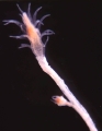 Hydrozoa (hydroids)