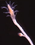 Turritopsis rubra polyp