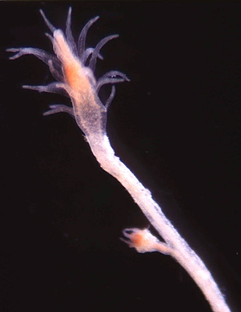 Turritopsis rubra polyp Turritopsis rubra polyp