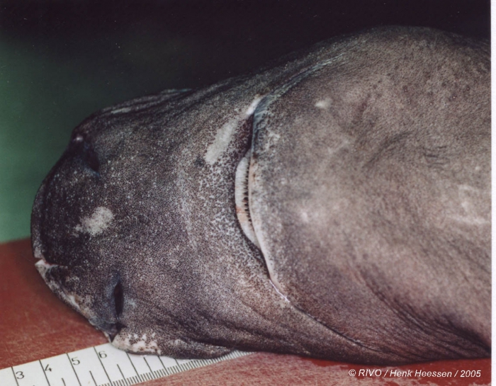Somniosus rostratus (Risso, 1827) Somniosus rostratus (Risso, 1827)